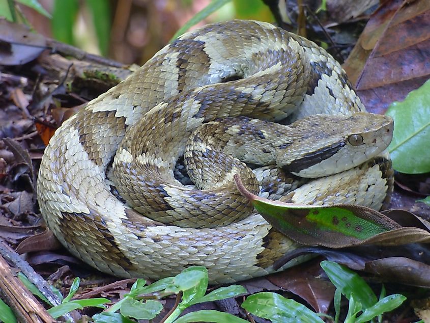 A jararaca (Bothrops jararaca)