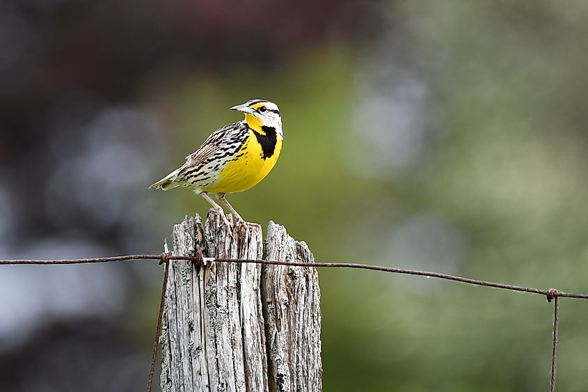 An eastern meadowlark (Sturnella magna)