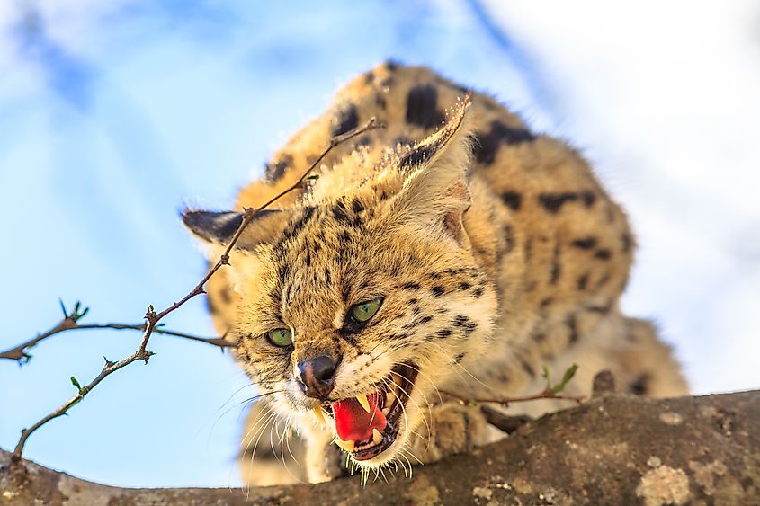 A serval (Leptailurus serval)