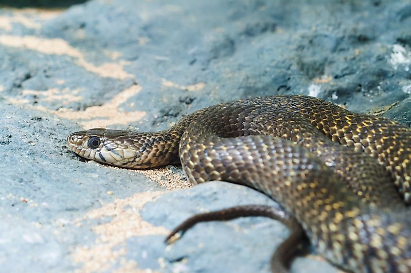 An eastern brown snake (Pseudonaja textilis)