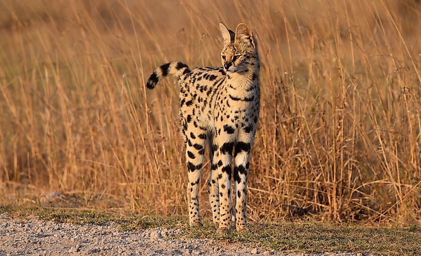 A serval (Leptailurus serval)