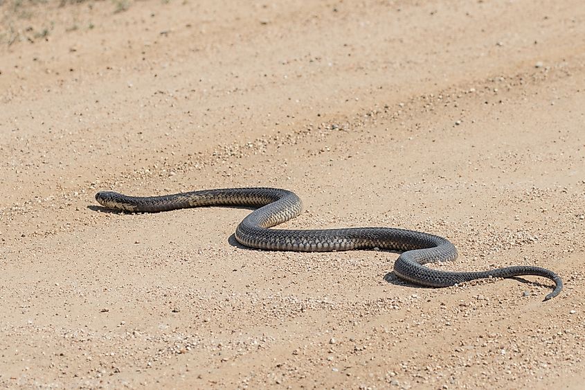 A forest cobra