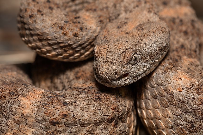 A speckled rattlesnake (Crotalus pyrrhus)