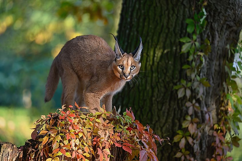 A caracal (Caracal caracal)
