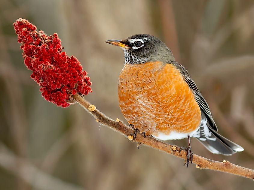 An American robin (Turdus migratorius)
