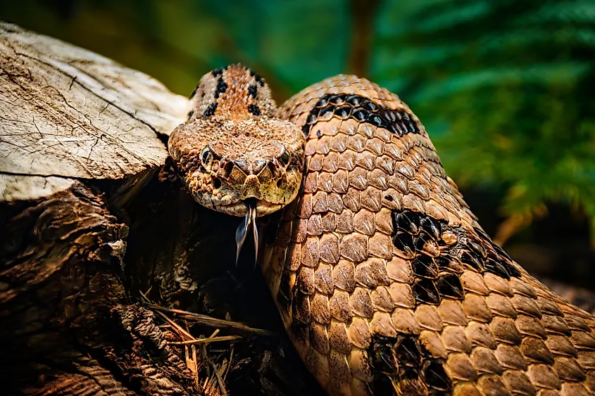 A timber rattlesnake (Crotalus horridus)