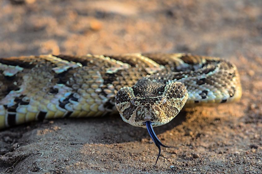 A puff adder (Bitis arietans)