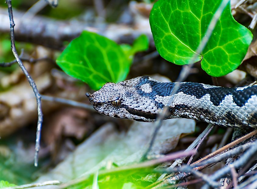 A nose-horned viper (Vipera ammodytes)