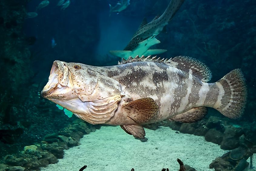A goliath grouper (Epinephelus itajara)