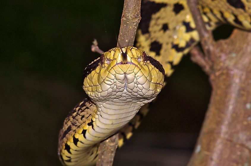 A jararacussu (Bothrops jararacussu)
