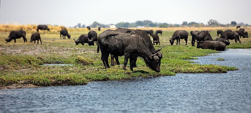 A herd of buffalos near a river