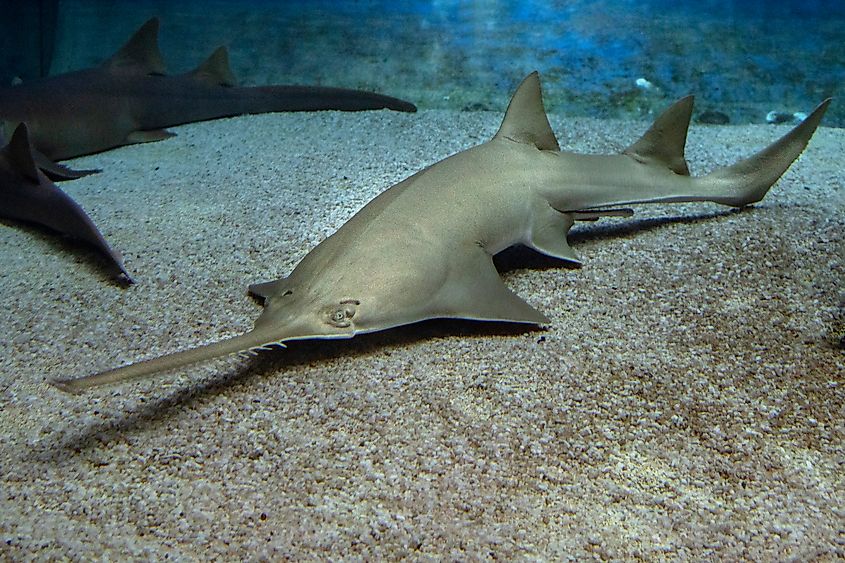 A sawfish