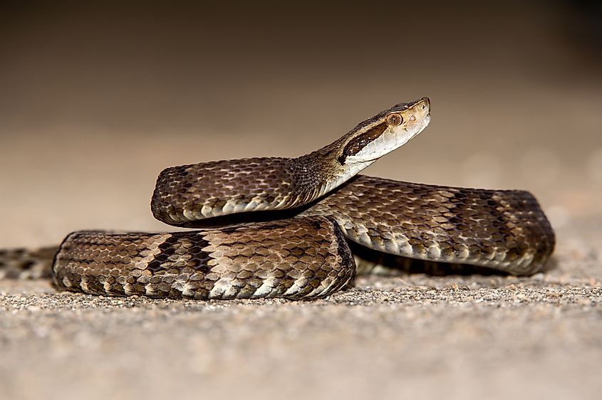 A jararaca (Bothrops jararaca)