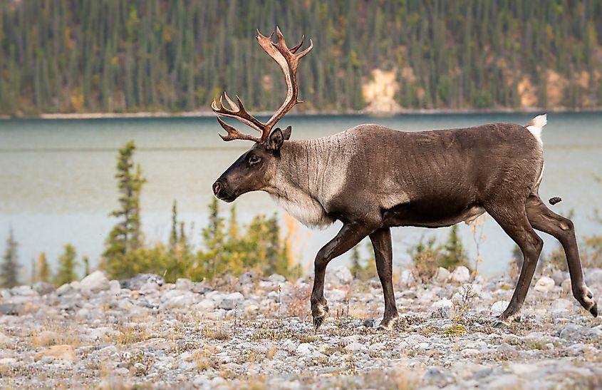 A mountain caribou (Rangifer tarandus caribou)