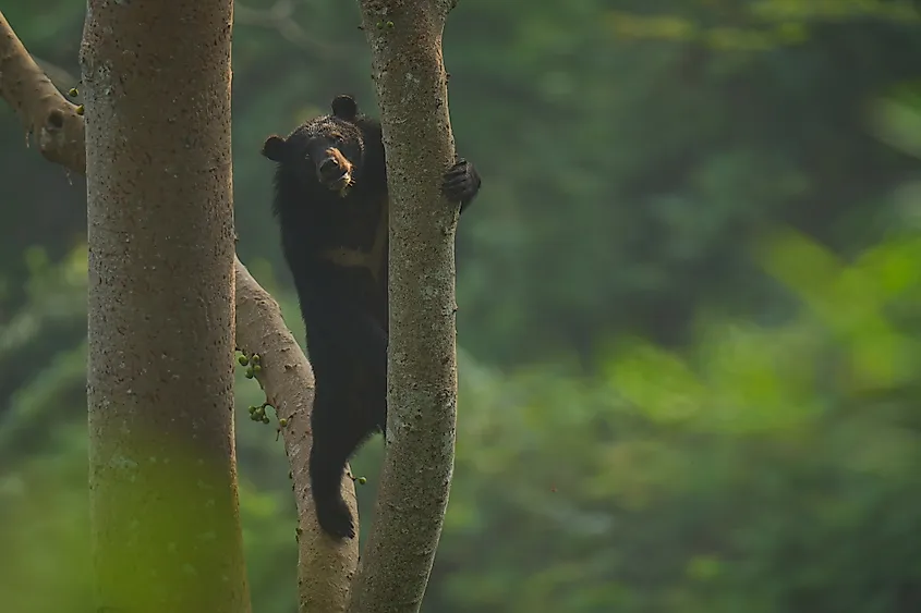 An Asian black bear (Ursus thibetanus)