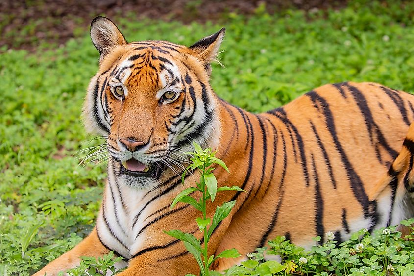 A South China tiger (Panthera tigris amoyensis)