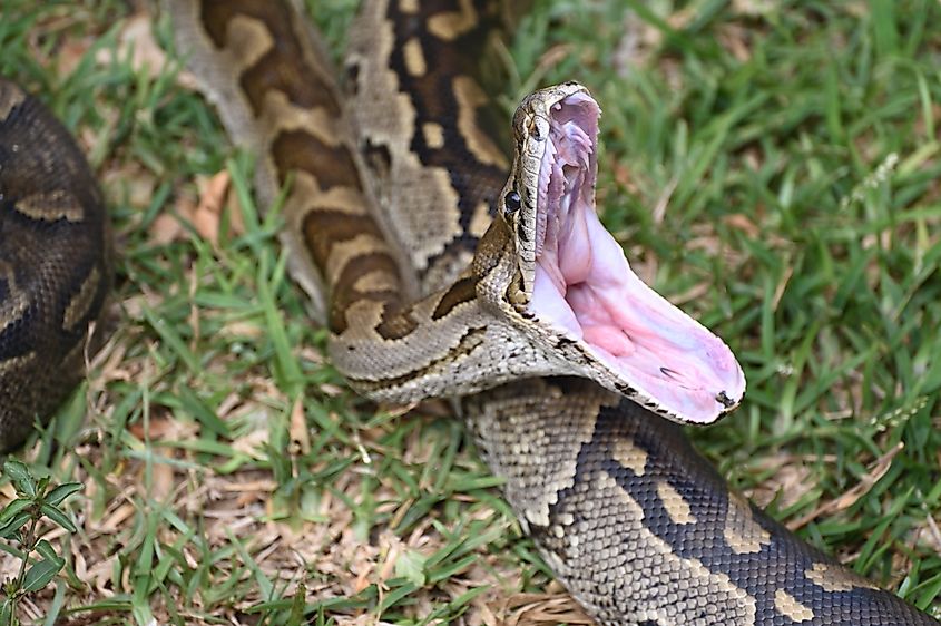 An African rock python coiled near water.