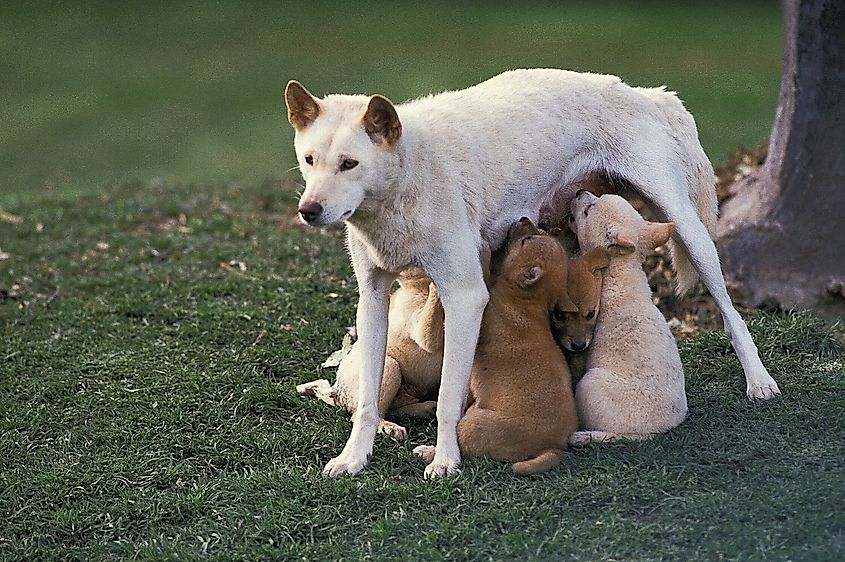 Dingo pups with their mother