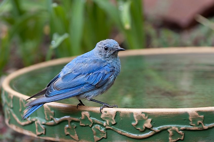 A mountain bluebird (Sialia currucoides)