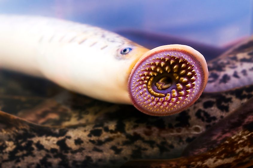 A sea lamprey (Petromyzon marinus)