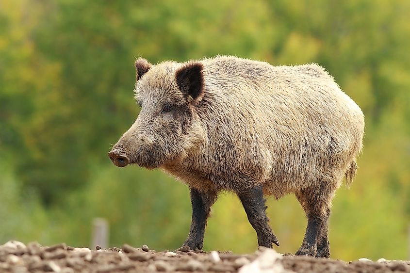 A wild boar (Sus scrofa)