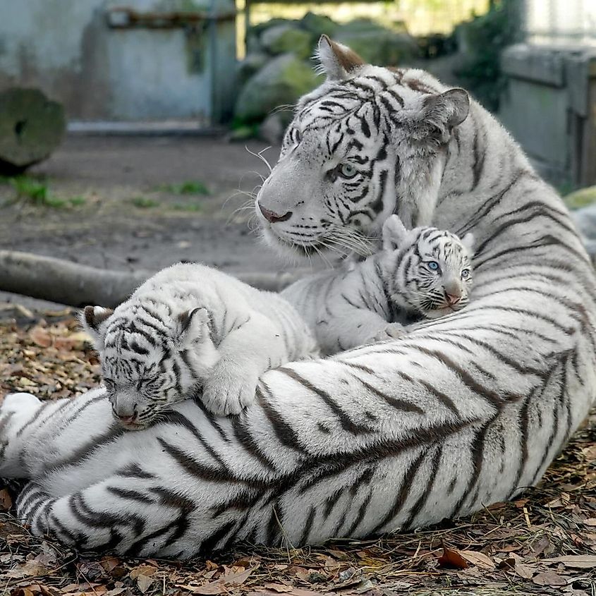 A mother white tiger with cubs.