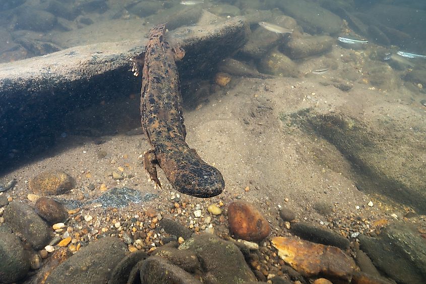 An eastern hellbender (Cryptobranchus alleganiensis alleganiensis)