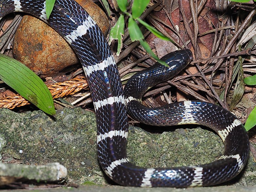 A many-banded krait (Bungarus multicinctus)