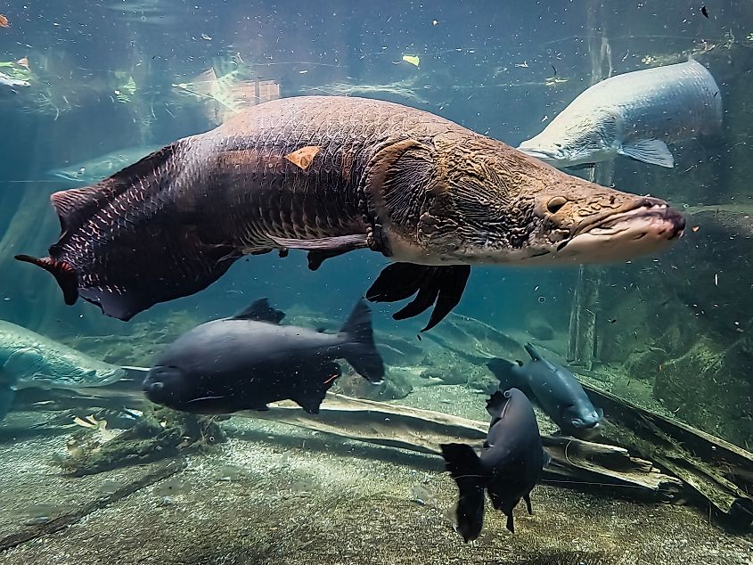 An arapaima (Arapaima gigas)