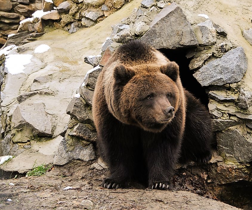 Bear in winter den. Image credit: Maryna Shkvyria / Shutterstock