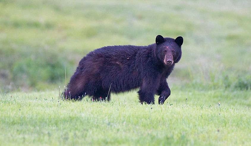 Black bear walking through field in Vermont.
