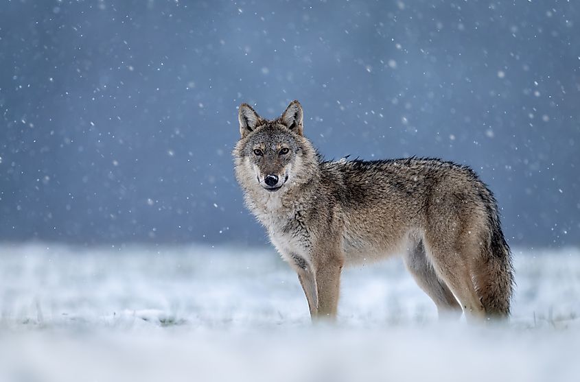 A gray wolf.