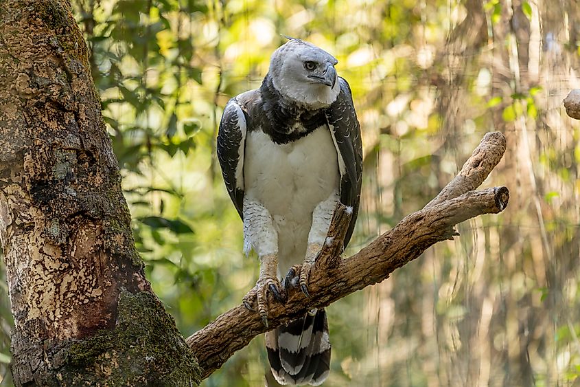 A harpy eagle (Harpia harpyja)
