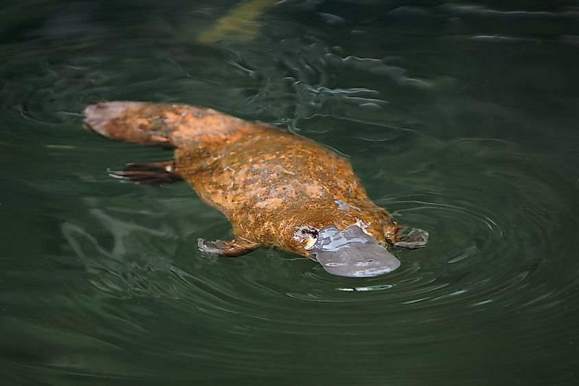 A platypus (Ornithorhynchus anatinus)