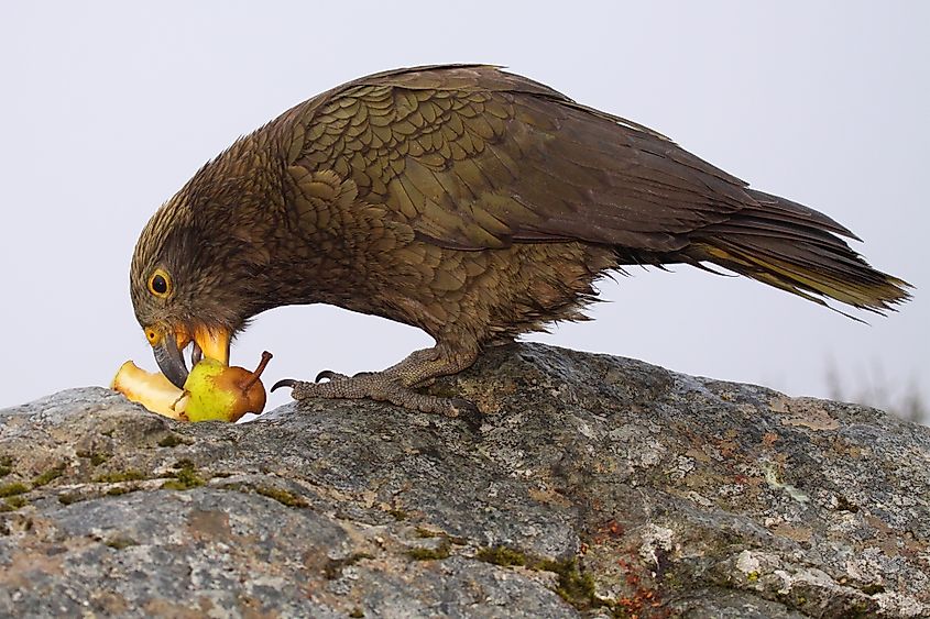 A kea feeding on a pear