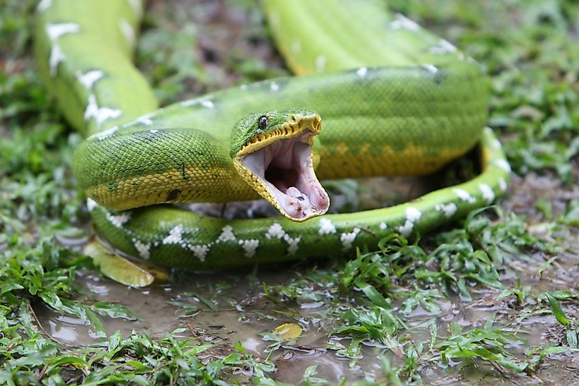 A beautiful Emerald Tree Boa in the Peruvian Amazon rainforest. 