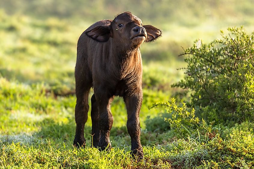 A Cape buffalo calf