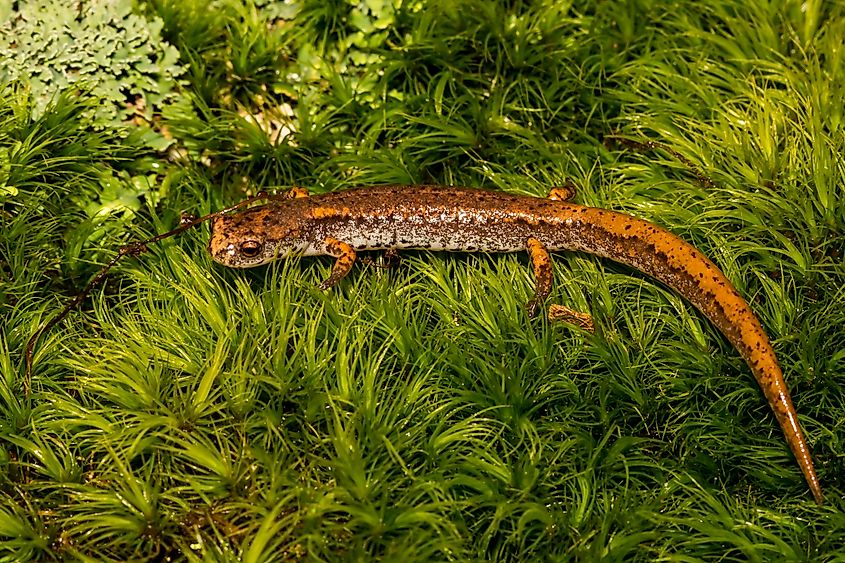A four-toed salamander (Hemidactylium scutatum)