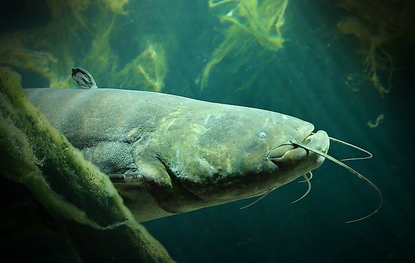 A wels catfish (Silurus glanis)