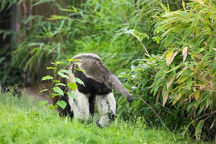 A giant anteater (Myrmecophaga tridactyla)