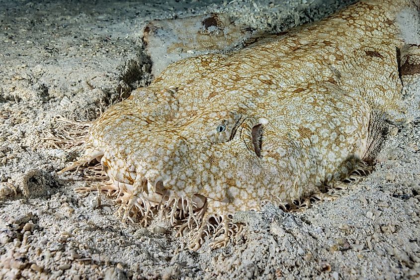 A tasselled wobbegong (Eucrossorhinus dasypogon)