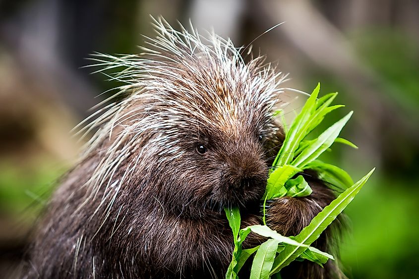 A porcupine