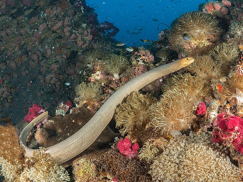 An olive sea snake (Aipysurus laevis)