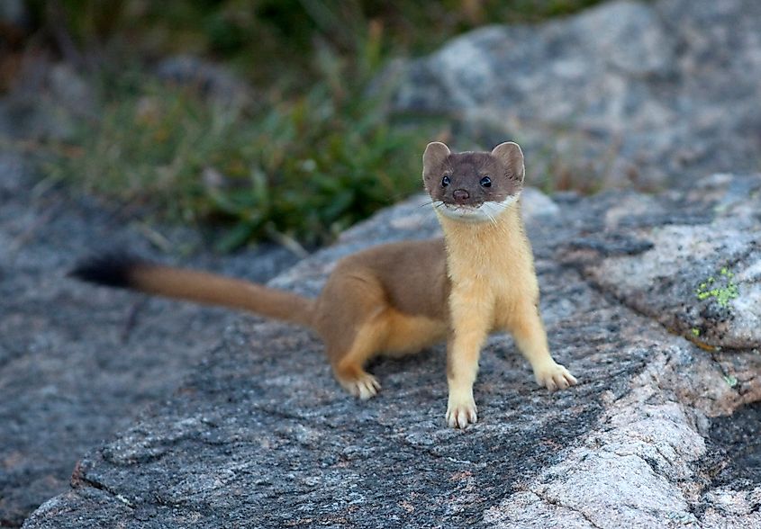 A long-tailed weasel (Neogale frenata)
