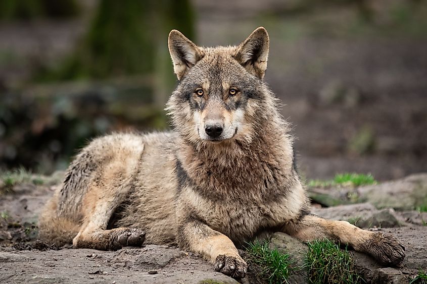 A gray wolf (Canis lupus)