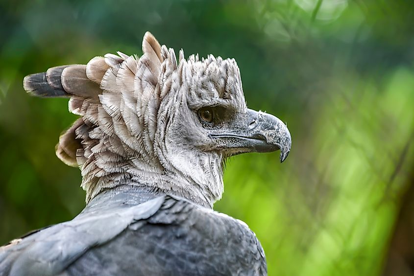 A harpy eagle (Harpia harpyja)