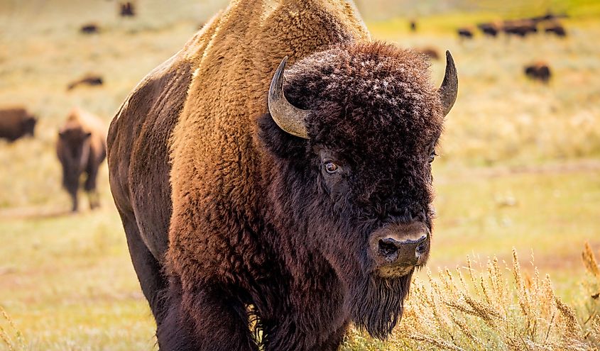 An American bison (Bison bison)