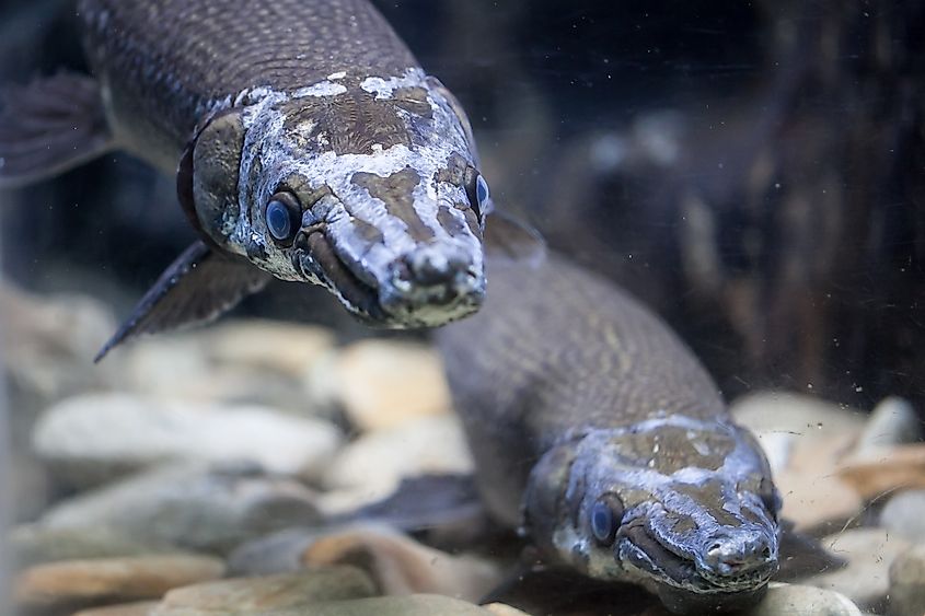 A pair of alligator gars