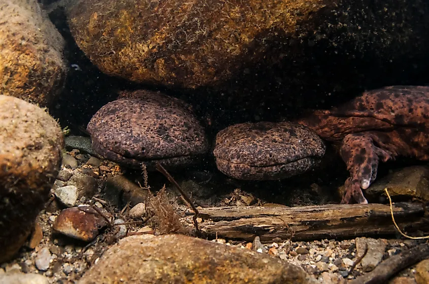 A pair of Japanese giant salamanders