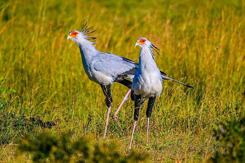 A pair of secretary birds 